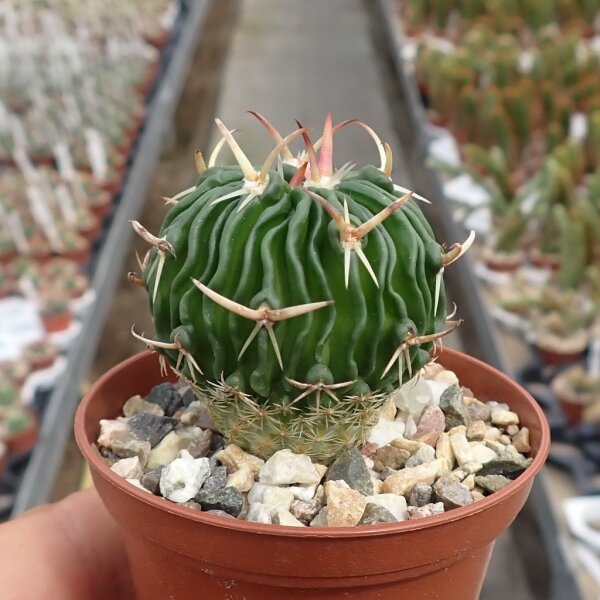 Stenocactus phyllacanthus f. violaciflorus SB 112, San Juan del Rio