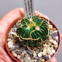 Stenocactus phyllacanthus f. violaciflorus SB 112, San Juan del Rio