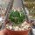 Stenocactus phyllacanthus f. violaciflorus SB 112, San Juan del Rio