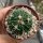Stenocactus phyllacanthus f. violaciflorus SB 112, San Juan del Rio