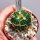 Stenocactus phyllacanthus f. violaciflorus SB 112, San Juan del Rio