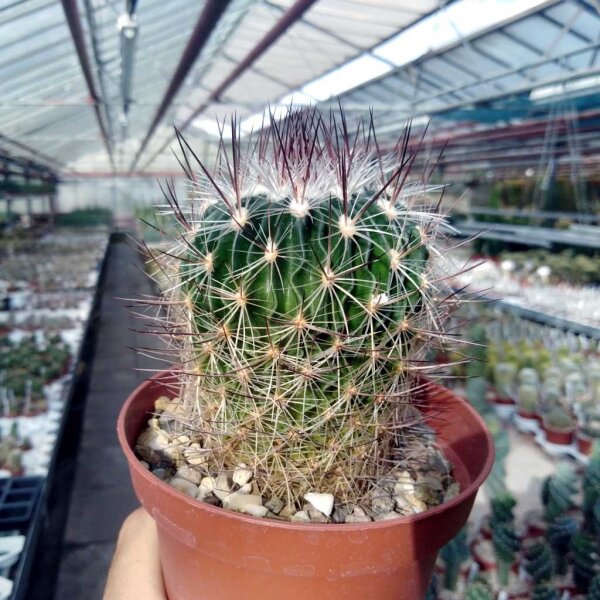 Stenocactus spec. Ojuelos de Jalisco