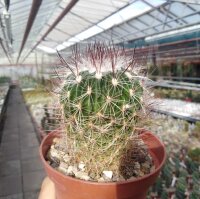 Stenocactus spec. Ojuelos de Jalisco