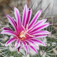 Stenocactus spec. Ojuelos de Jalisco
