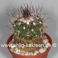 Stenocactus spec. Ojuelos de Jalisco