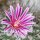 Stenocactus spec. Ojuelos de Jalisco
