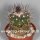 Stenocactus spec. Ojuelos de Jalisco