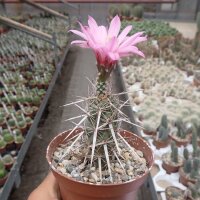 Stenocereus eruca
