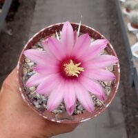 Stenocereus eruca