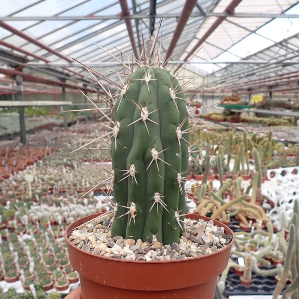Stetsonia coryne