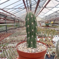 Stetsonia coryne