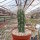 Stetsonia coryne