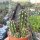 Stetsonia coryne
