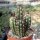 Stetsonia coryne