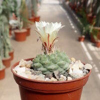 Strombocactus disciformis CITES, not outside EU