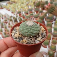 Strombocactus disciformis CITES, not outside EU
