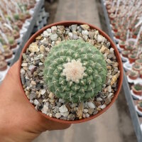 Strombocactus disciformis CITES, not outside EU