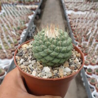 Strombocactus disciformis CITES, not outside EU