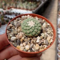 Strombocactus disciformis CITES, not outside EU