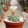 Strombocactus disciformis CITES, not outside EU