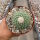 Strombocactus disciformis CITES, not outside EU