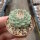 Strombocactus disciformis CITES, not outside EU