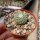 Strombocactus disciformis CITES, not outside EU