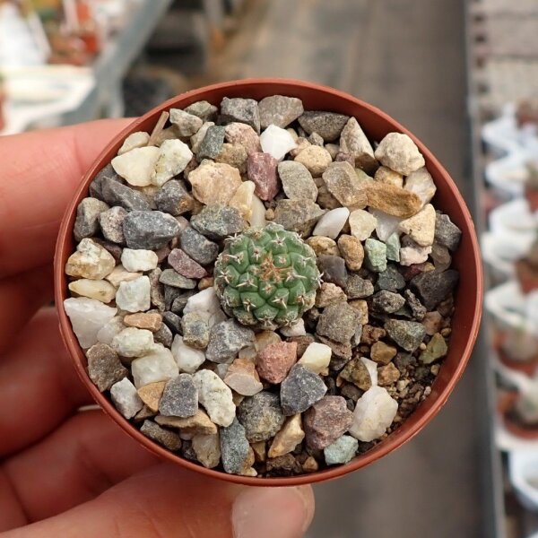 Strombocactus esperanzae var.nov. SN 2014.0201  CITES, not outside EU