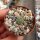 Strombocactus esperanzae var.nov. SN 2014.0201  CITES, not outside EU