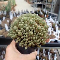 Sulcorebutia spec. (taratensis breviflora) KK 1264