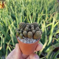Sulcorebutia spec. (taratensis breviflora) KK 1264