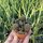 Sulcorebutia spec. (taratensis breviflora) KK 1264