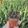 Sulcorebutia spec. (taratensis breviflora) KK 1264
