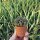 Sulcorebutia spec. (taratensis breviflora) KK 1264