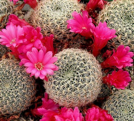 Sulcorebutia albida KK 1567