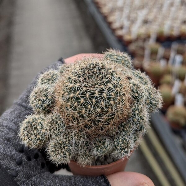 Sulcorebutia albissima HS 013