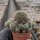 Sulcorebutia albissima HS 013