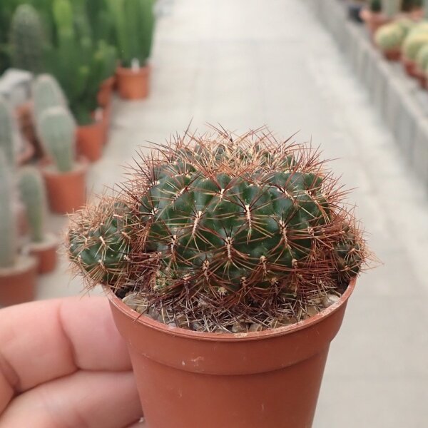 Sulcorebutia albissima HS 024