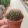 Sulcorebutia albissima HS 024