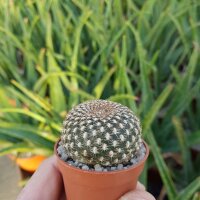 Sulcorebutia arenacea