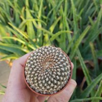 Sulcorebutia arenacea