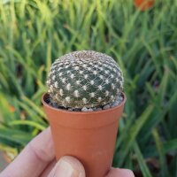 Sulcorebutia arenacea