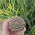 Sulcorebutia arenacea