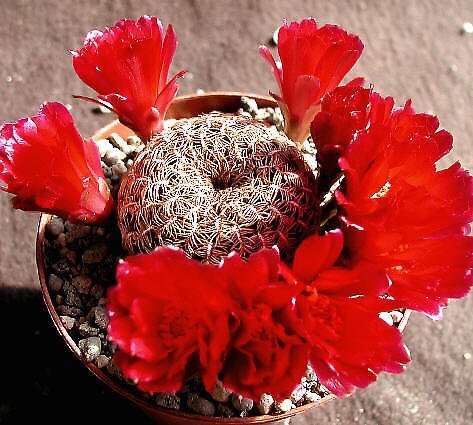 Sulcorebutia arenacea f. HS 030