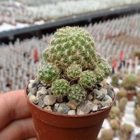 Sulcorebutia breviflora WK 382