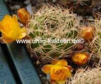 Sulcorebutia breviflora WK 382