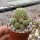 Sulcorebutia breviflora WK 382