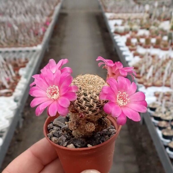 Sulcorebutia breviflora v. L 314