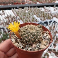 Sulcorebutia breviflora v. Blüte gelb L 314