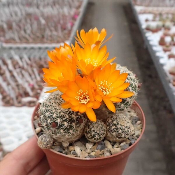 Sulcorebutia breviflora v. Blüte orangegelb L 314